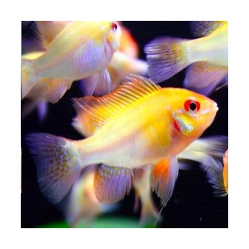 Apistogramma - Mikrogeophagus Ramirezi Gold le couple